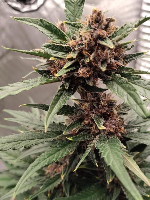 Guava. Week 10