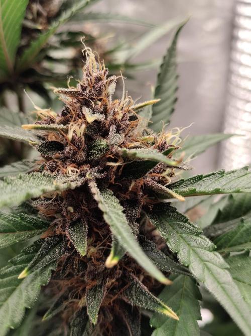 Guava. Week 10