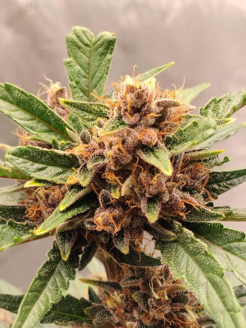 Guava. Week 10