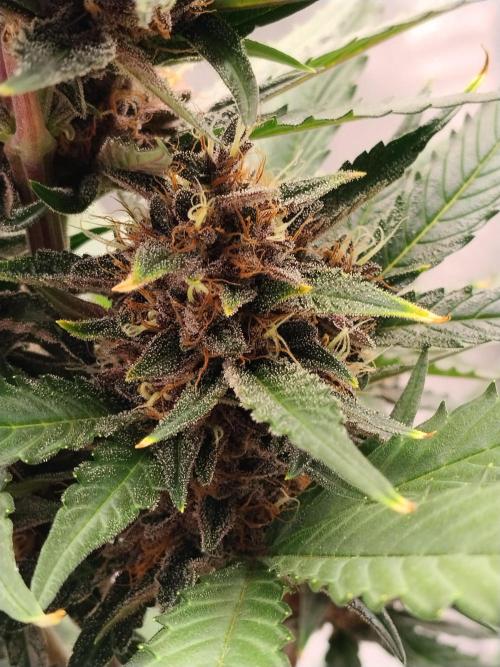 Guava. Week 10