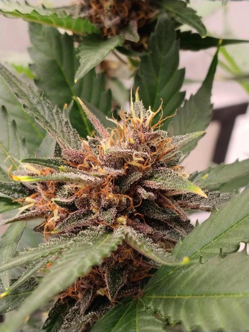 Guava. Week 10