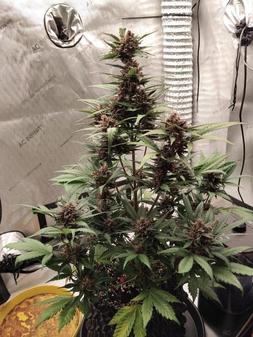 Guava. Week 11