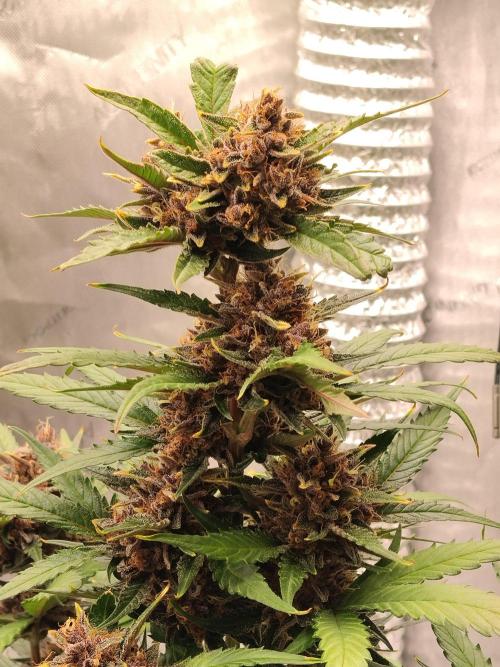 Guava. Week 11