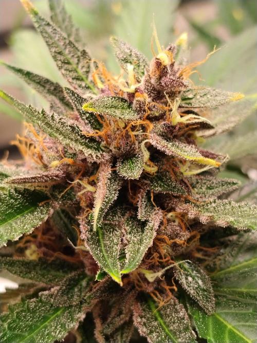 Guava. Week 11