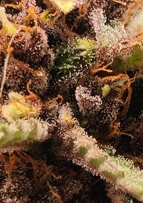 Guava. Week 11