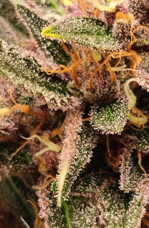 Guava. Week 11