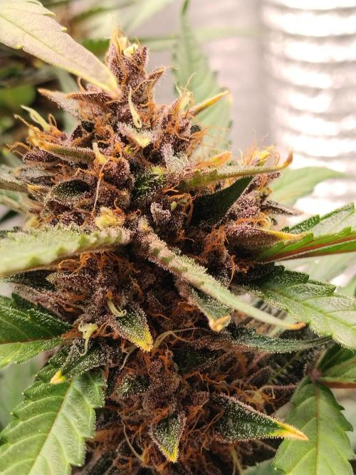 Guava Auto RF3. Week 11