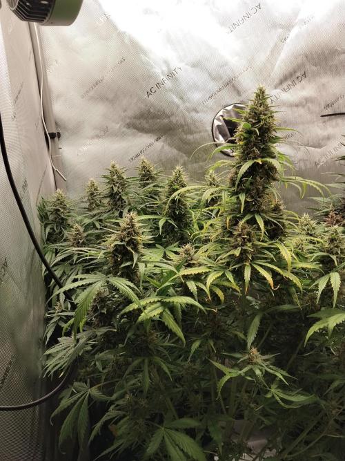 Apple Fritter Auto. Week 10