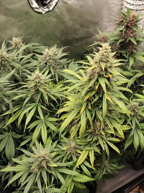 Apple Fritter Auto. Week 10