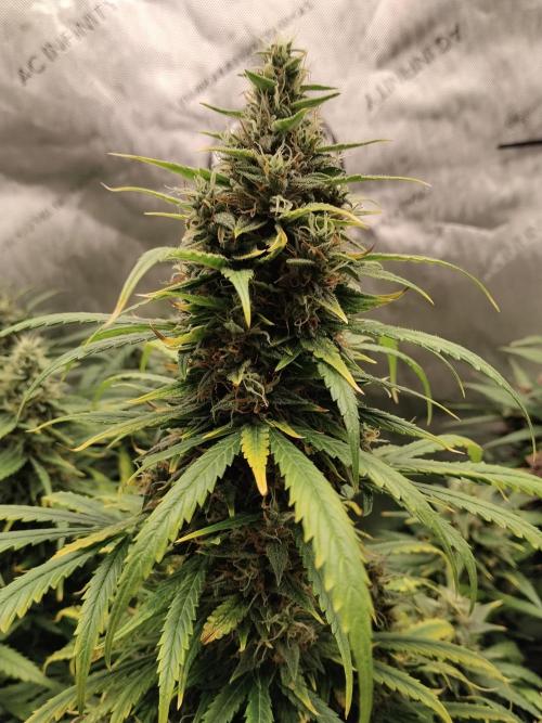 Apple Fritter Auto. Week 10