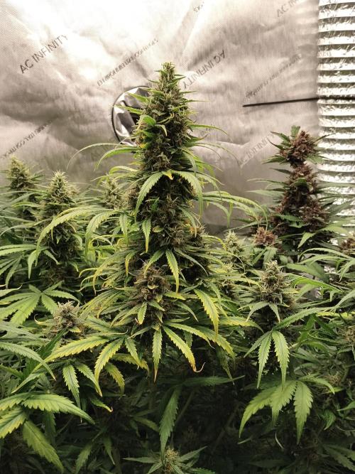 Apple Fritter Auto. Week 10