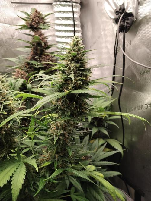 Apple Fritter Auto. Week 10