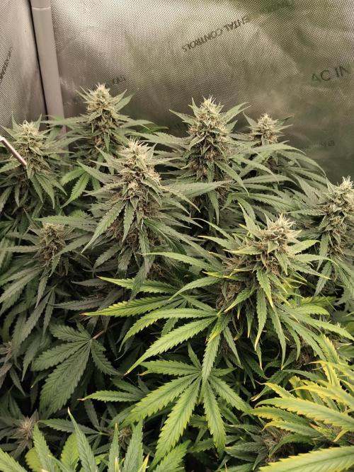 Apple Fritter Auto. Week 10