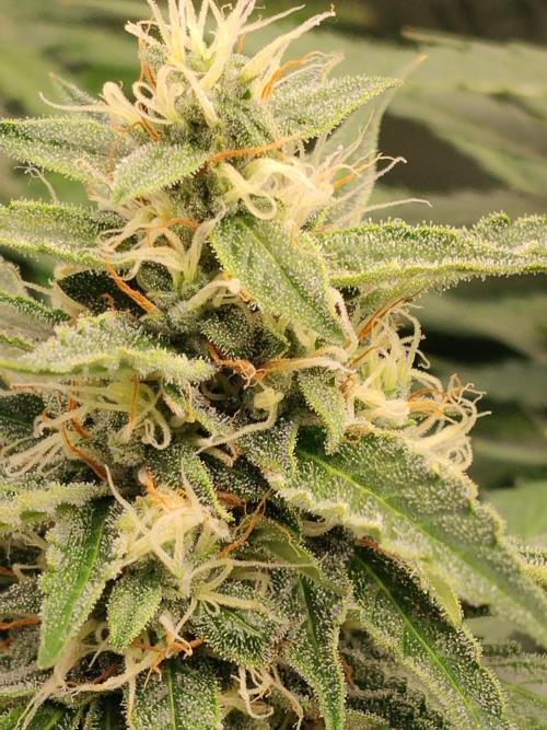 Apple Fritter Auto. Week 10