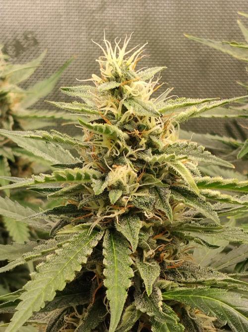 Apple Fritter Auto. Week 10