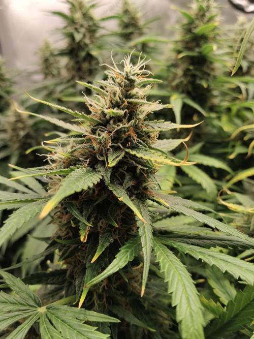 Apple Fritter Auto. Week 10