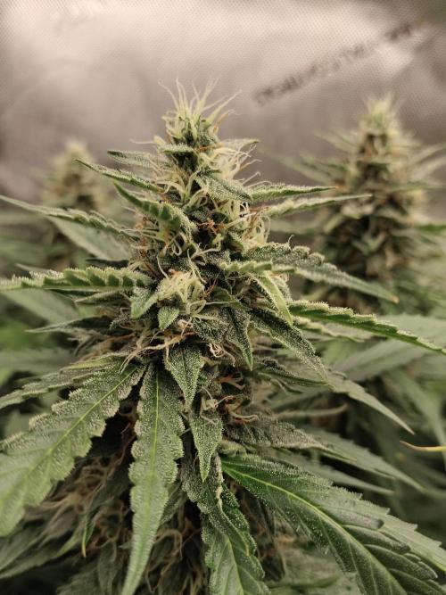 Apple Fritter Auto. Week 10