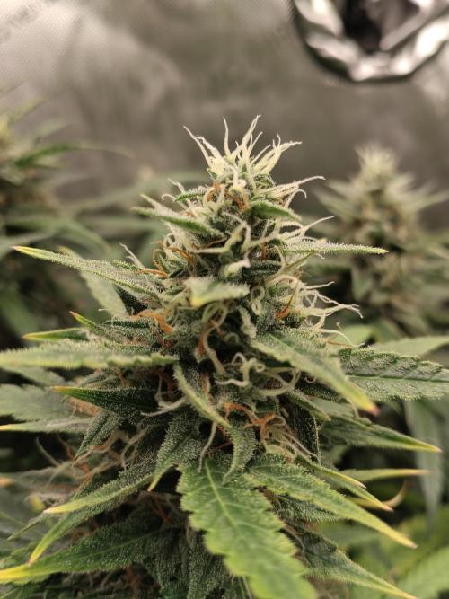 Apple Fritter Automatic. Week 10