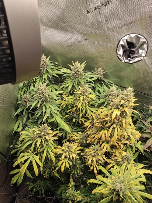 Apple Fritter Auto. Week 11