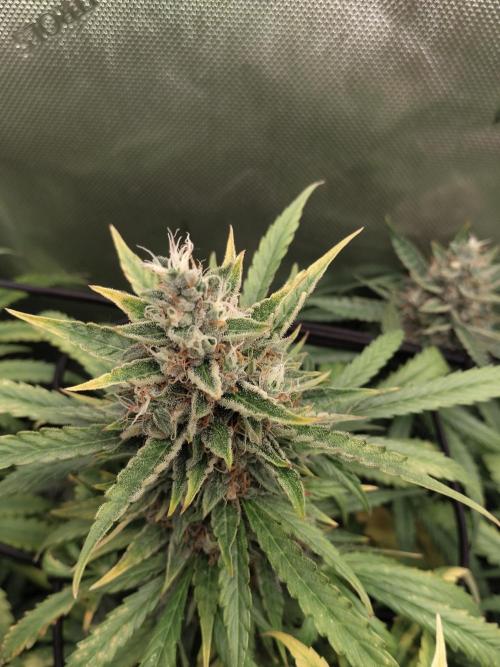 Apple Fritter Auto. Week 11