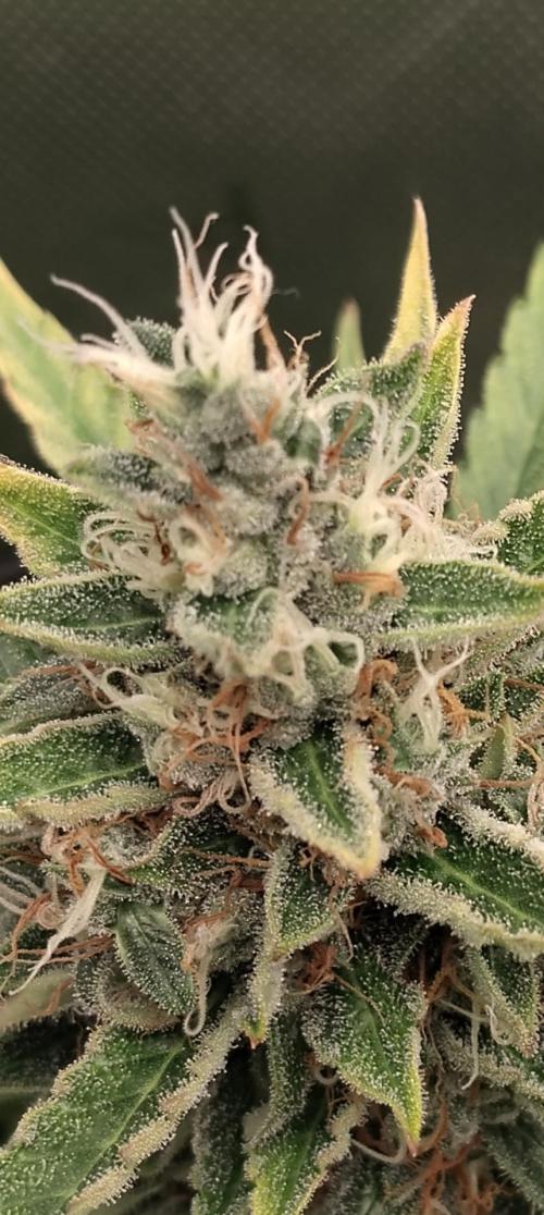 Apple Fritter Auto. Week 11