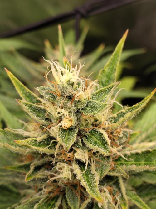 Apple Fritter Auto. Week 11