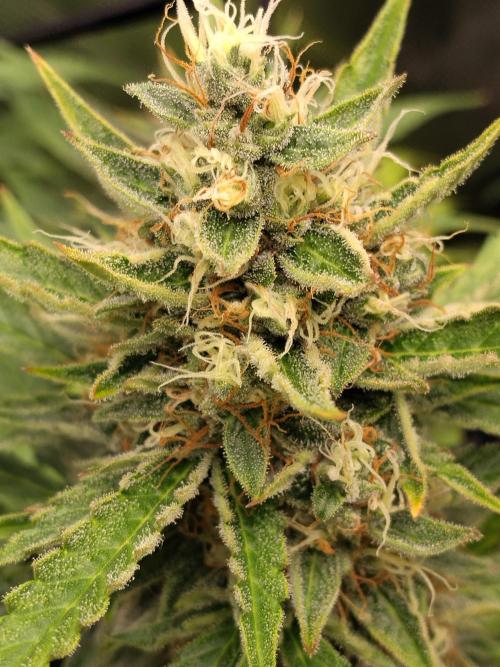 Apple Fritter Auto. Week 11