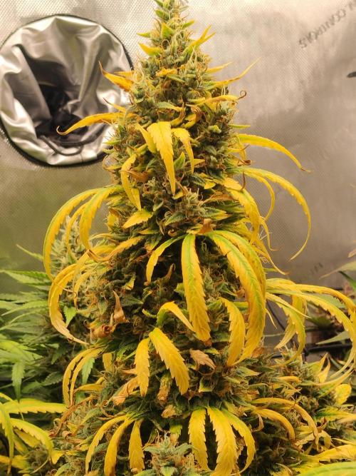 Apple Fritter Auto. Week 11