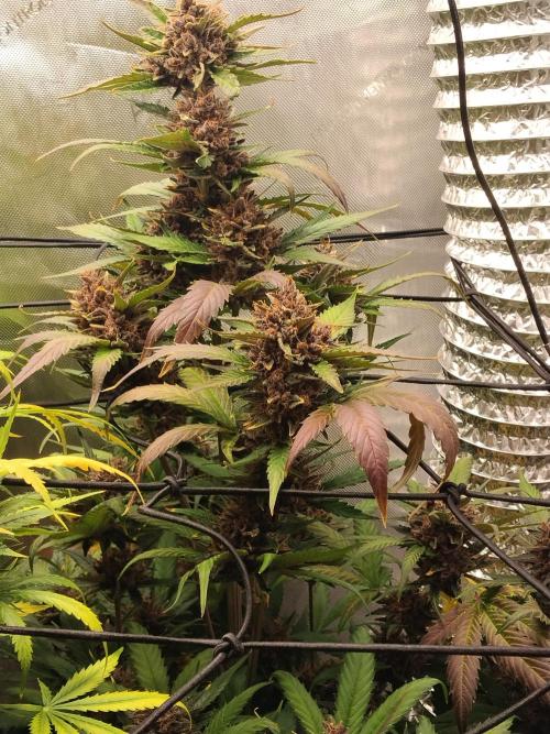 Guava. Week 12