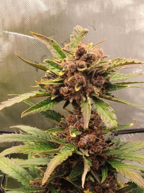 Guava. Week 12