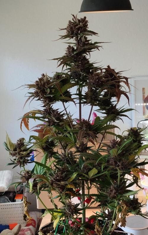 Guava. Week 13
