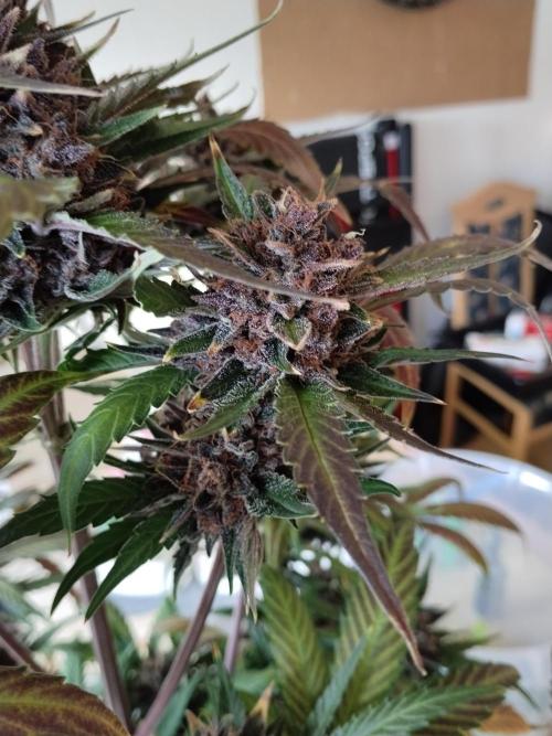Guava. Week 13