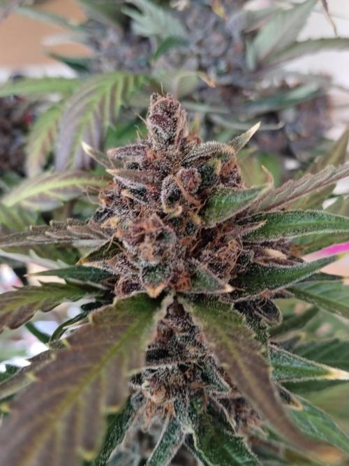 Guava. Week 13