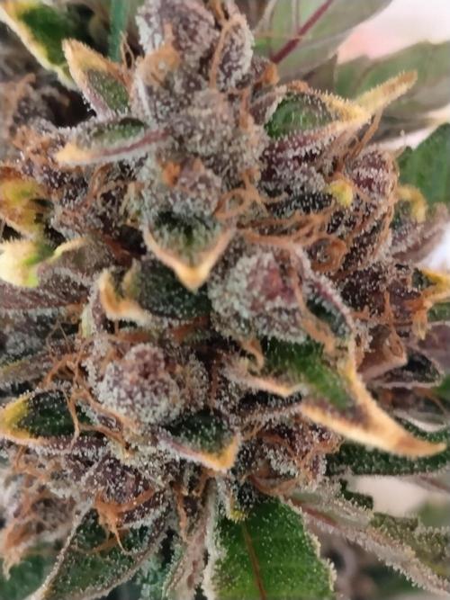 Guava. Week 13