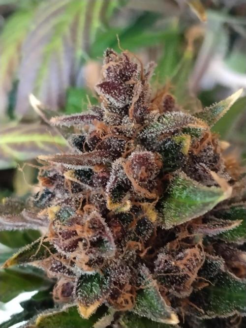 Guava. Week 13