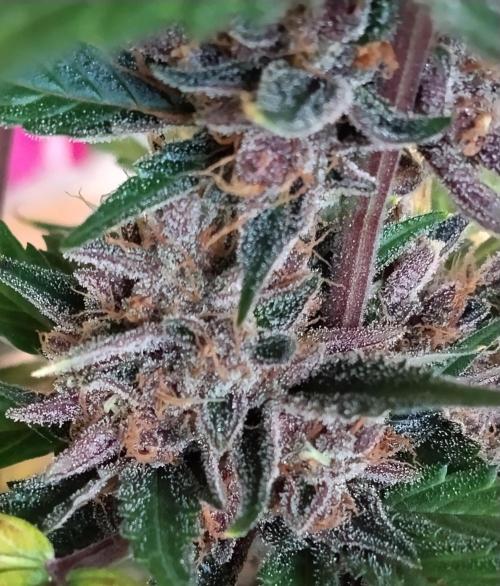 Guava. Week 13