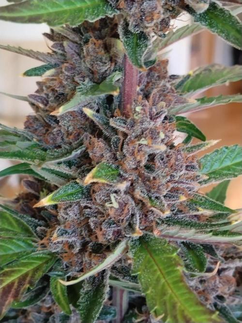 Guava. Week 13