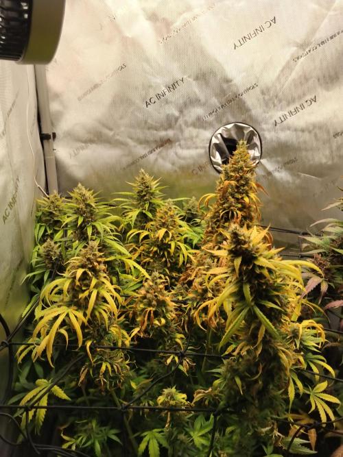 Apple Fritter Auto. Week 12