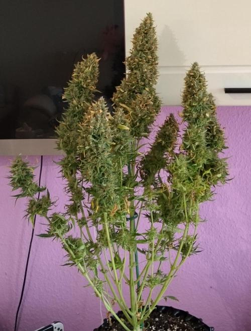 Apple Fritter Auto. Week 12 - Pflanze Nr1, fertig zum trocknen 