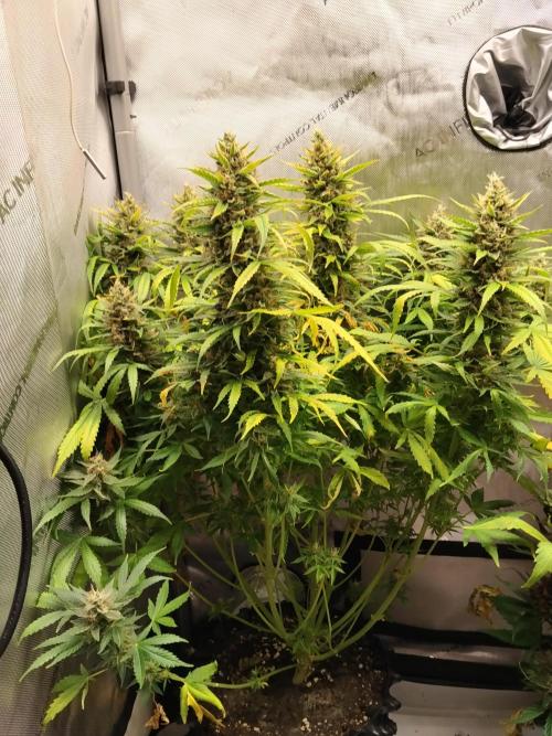 Apple Fritter Auto. Week 12