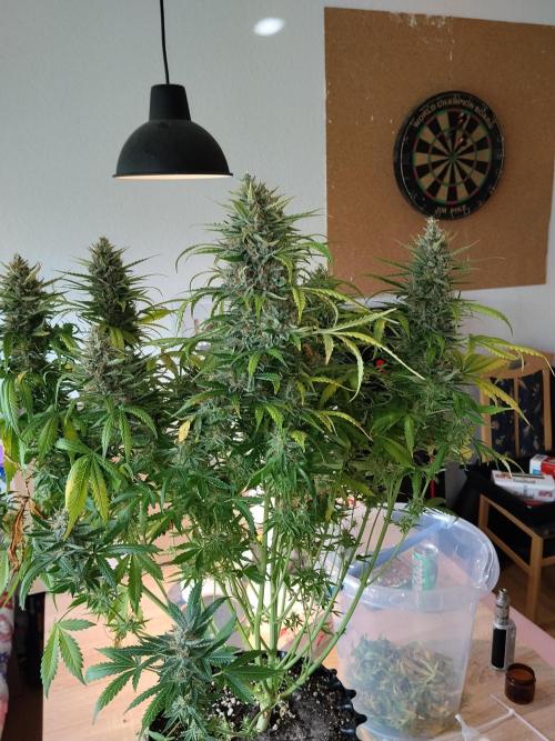 Apple Fritter Auto. Week 12