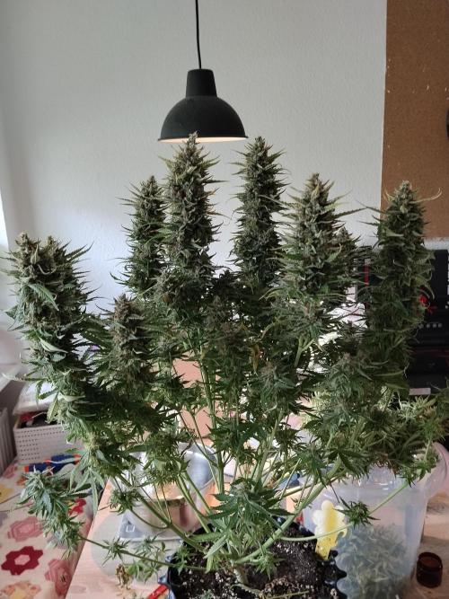 Apple Fritter Auto. Week 12 - Pflanze Nr2, fertig zum trocknen 