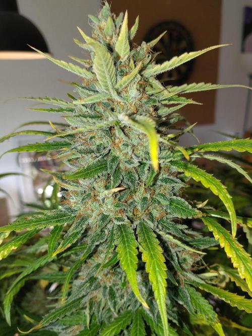 Apple Fritter Auto. Week 12