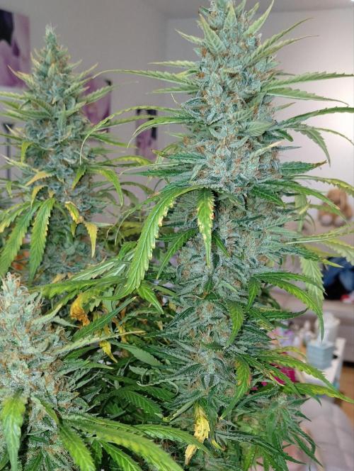 Apple Fritter Auto. Week 12