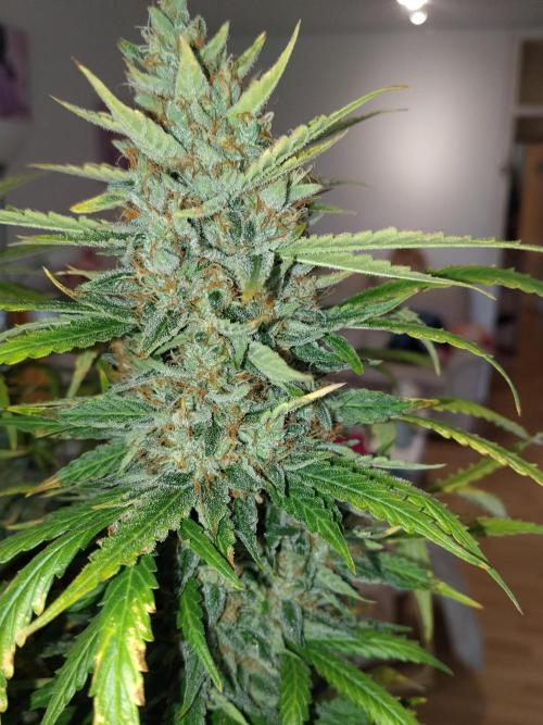 Apple Fritter Auto. Week 12