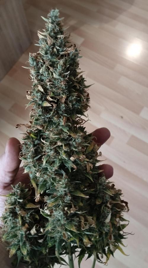 Apple Fritter Auto. Week 12