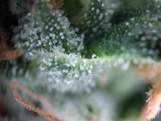 Apple Fritter Auto. Week 12