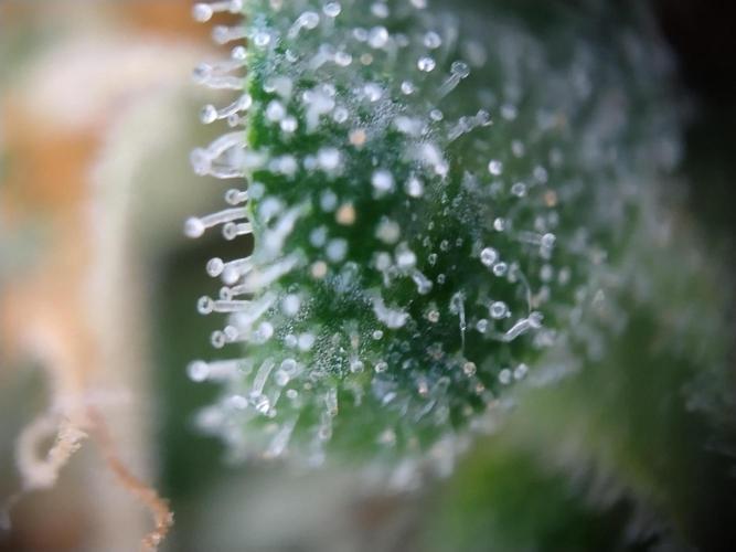 Apple Fritter Auto. Week 12
