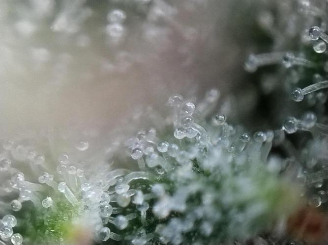 Apple Fritter Auto. Week 12