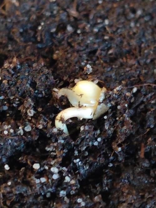 Promo Seeds MJ 2026. Week 1